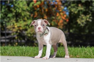 Jacob - Boston Terrier for sale