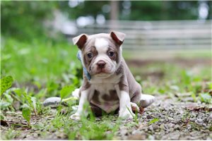 Lake - puppy for sale