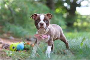 Leila - Boston Terrier for sale