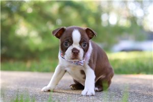 Luna - puppy for sale