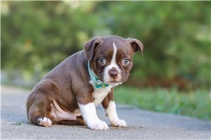 Lucas - Boston Terrier for sale