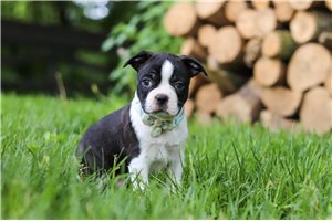Samuel - puppy for sale