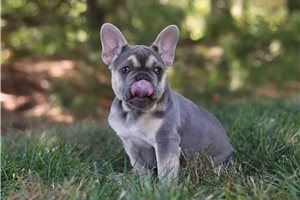Gaby - puppy for sale