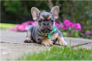 Greg - French Bulldog for sale