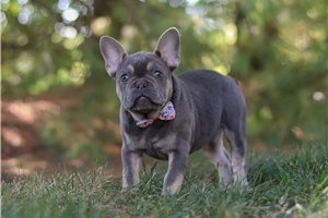 Greta - French Bulldog for sale