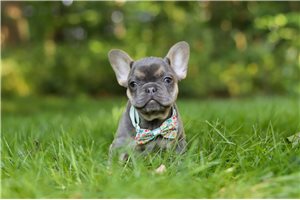 Ginny - French Bulldog for sale