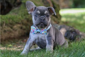 Gracie - puppy for sale