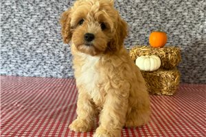 Tulla - Cavapoo for sale