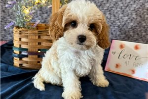 Cavapoo Puppies for Sale | Cavadoodles Near Me | Pawrade.com