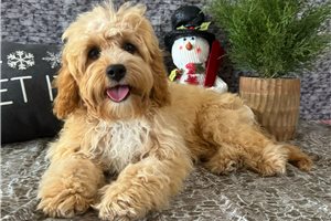 Tulla - Cavapoo for sale