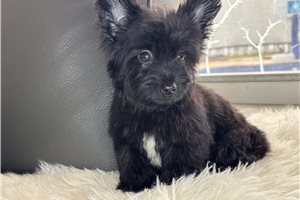 Andy - Yorkie for sale