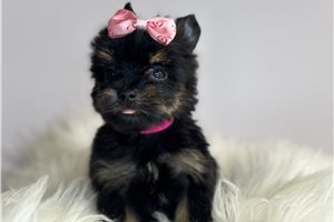 Alexia - Yorkshire Terrier - Yorkie for sale