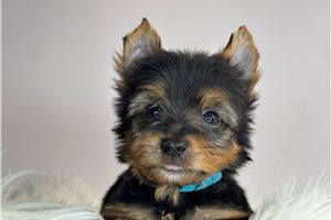 Apache - Yorkshire Terrier - Yorkie for sale