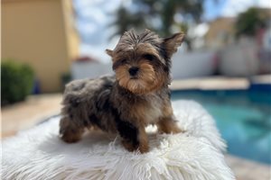 Ulysses - Yorkshire Terrier - Yorkie for sale