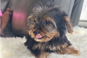 Apache - Yorkie for sale