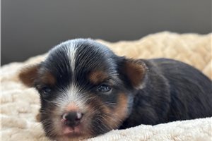 Victor - Yorkshire Terrier - Yorkie for sale