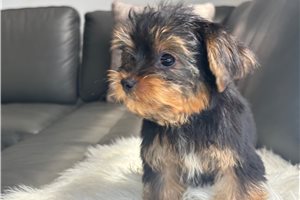 Archie - Yorkie for sale