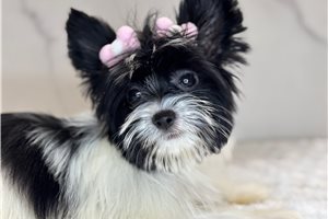 Taylor - Yorkshire Terrier - Yorkie for sale