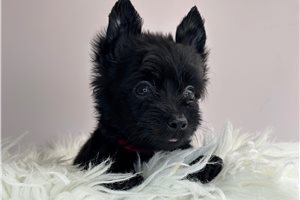 Andy - Yorkshire Terrier - Yorkie for sale