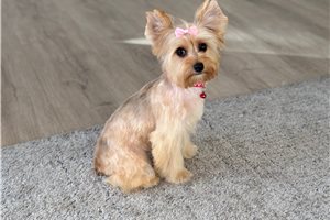 Charlotte - Yorkshire Terrier - Yorkie for sale