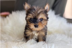 Avenger - Yorkshire Terrier - Yorkie for sale