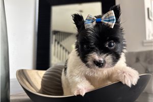 Taylor - Yorkshire Terrier - Yorkie for sale