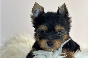 Archie - Yorkshire Terrier - Yorkie for sale