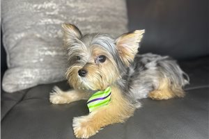 Ulysses - Yorkshire Terrier - Yorkie for sale