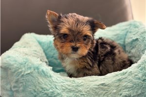 Ulysses - Yorkshire Terrier - Yorkie for sale