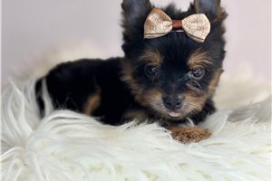 Alicia - Yorkshire Terrier - Yorkie for sale