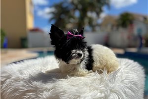 Taylor - Yorkshire Terrier - Yorkie for sale