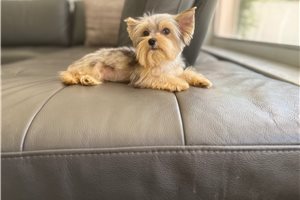 Ulysses - Yorkshire Terrier - Yorkie for sale