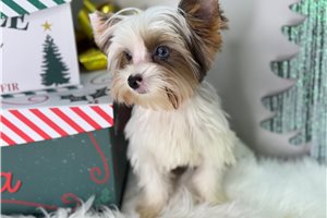 Pal - Yorkshire Terrier - Yorkie for sale