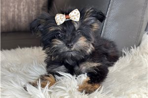 Alexia - Yorkie for sale
