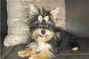 Tulip - Yorkshire Terrier - Yorkie for sale