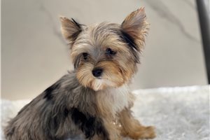 Ulysses - Yorkshire Terrier - Yorkie for sale