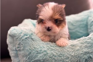 Utah - Yorkshire Terrier - Yorkie for sale