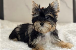 Tulip - Yorkshire Terrier - Yorkie for sale