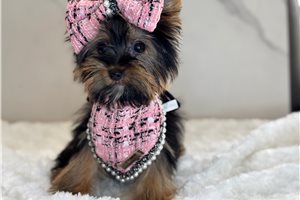 Twila - Yorkshire Terrier - Yorkie for sale