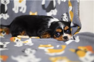 Bix - Cavalier King Charles Spaniel for sale