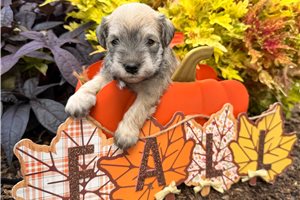 Leonard - puppy for sale