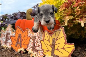 Leisel - puppy for sale