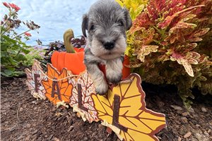 Leopold - puppy for sale