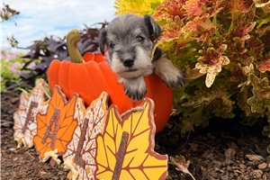 Leia - puppy for sale
