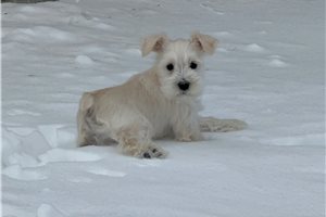 Noelle - puppy for sale