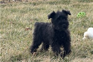 Natalie - Schnauzer, Miniature for sale