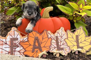 Leela - Miniature Schnauzer for sale