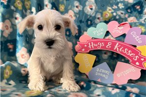 Nova - puppy for sale