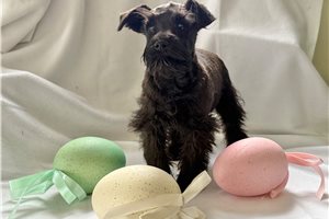 Natalie - Schnauzer, Miniature for sale