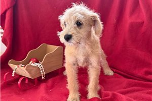 Makai - puppy for sale